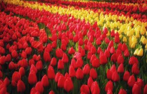 Lisse Flowers Festival