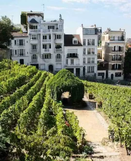 Montmartre Harvest Festival